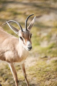 Baby Antilope van Leen Van de Sande