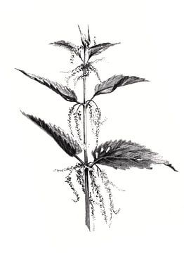 Botanical print 2 of the series by Atelier DT