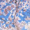 Sakura in bloom against a clear blue sky by WvH