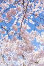 Sakura in bloom against a clear blue sky by WvH thumbnail