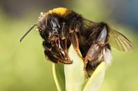 Hummel Nahaufnahme