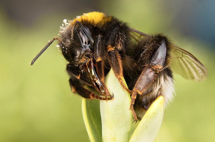 Bumblebee close up by Lens Design Studio