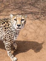 cheetah dubbel