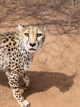 cheetah dubbel van Leo van Maanen