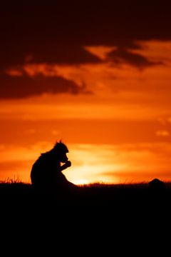 Silhouet baviaan tijdens de zonsondergang