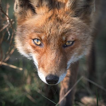 A curious fox