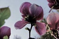 Bloem aan de Tulpenboom 2.1 van Marian Klerx thumbnail