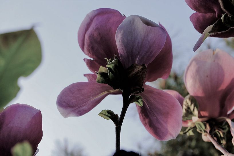 Bloem aan de Tulpenboom 2.1 van Marian Klerx
