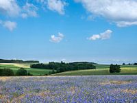 korenveld met blauwe korenbloemen bij La Roche in de Belgische Ardennen.