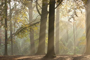 Magisches Waldland (1) von Art Wittingen