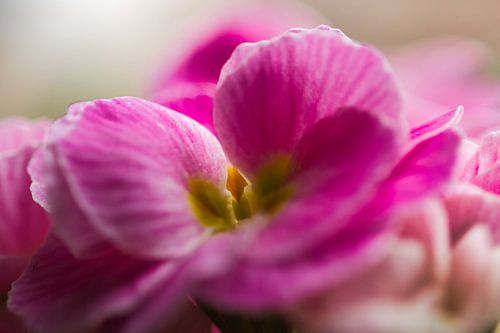 Zachtrose primula obconica bloemen