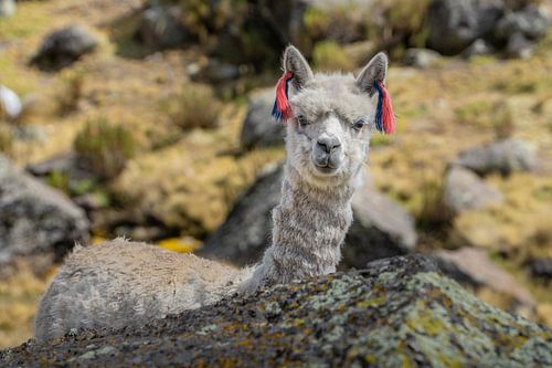 Curieux bébé Alpaga avec des rubans vibrants sur FlashFwd Media