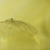 Lightness of life van ArtelierGerdah