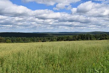 A field of oats in summer by Claude Laprise