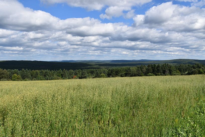 A field of oats in summer by Claude Laprise
