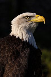 Pygargue à tête blanche (Haliaeetus leucocephalus)
