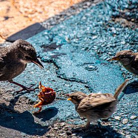 birds quick by Xenia Blair