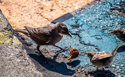 vogels vlug van Xenia Blair
