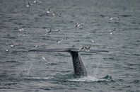 Blue Whale fluke at Spitsbergen. by Menno Schaefer thumbnail