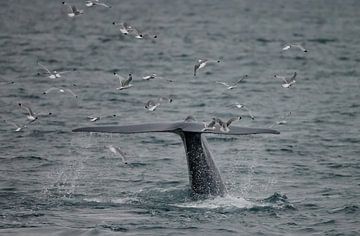 Blue Whale fluke at Spitsbergen. by Menno Schaefer