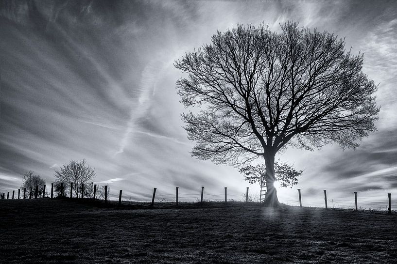 schwarz und weiß vom Baum in der Dämmerung von picsbyronenvief