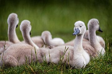 Swan chicks by Rob Boon