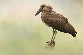 De Hamerkop