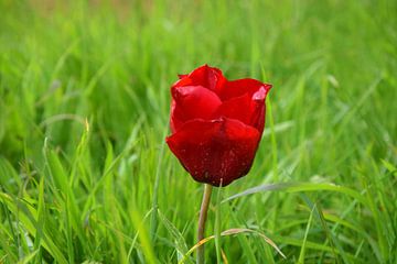 Een rode tulp van Corine Dekker