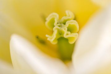 The heart of a daffodil. by Erik de Rijk