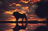 Eine Silhouette eines Löwen im Sonnenuntergang. von Bert Hooijer Miniaturansicht