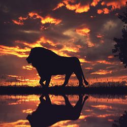 Wildlife photography