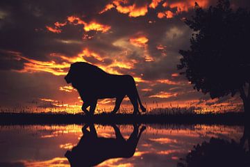 Een silhouet van een leeuw in de zonsondergang