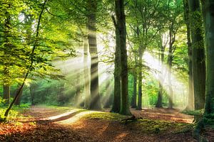 Erleichtern Sie den Pfad von Lars van de Goor