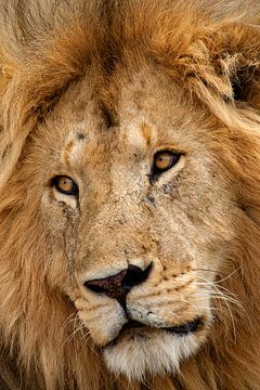 De ogen van de Leeuw