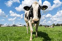 Dutch cows