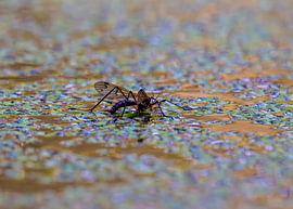 Hello, here I am. I’m a crane fly and I can walk on water.....