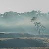 Sandverwehung mit Kiefer bei nebligem Sonnenaufgang von Fotografiecor .nl