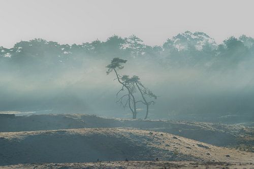 Sandverwehung mit Kiefer bei nebligem Sonnenaufgang von Fotografiecor .nl