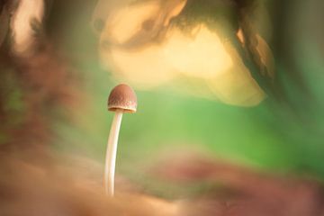 bunter Pilz in Herbstkugeln