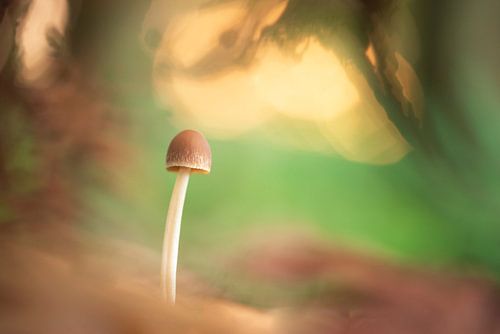 kleurrijke paddenstoel in herfstsferen