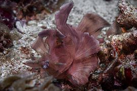 Rhinopia scorpionfish @ Komodo, Indonésie sur Travel Tips and Stories