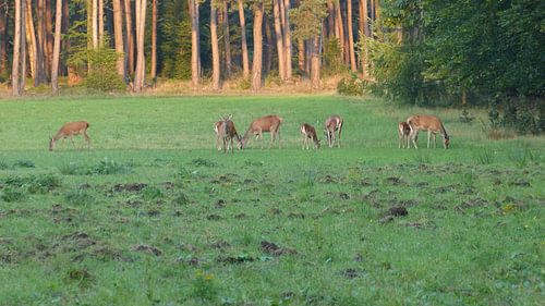 Herten, Zwijnen