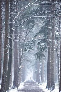 Winters bomen laantje in het Zeisterbos! van Peter Haastrecht, van