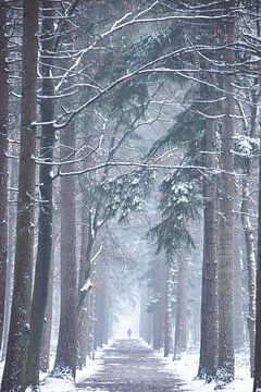 Wintry tree lane in the Zeisterbos! by Peter Haastrecht, van