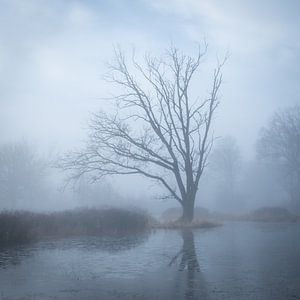 Réflexion sur l'arbre sur Jeroen Linnenkamp