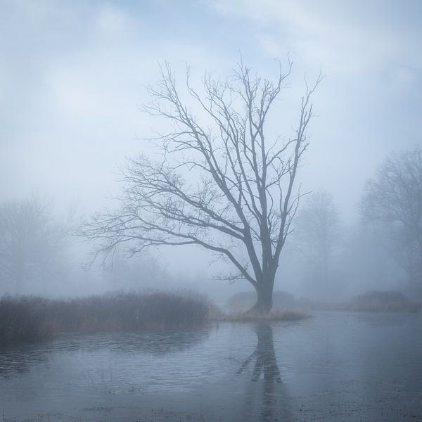 Baum-Reflexion von Jeroen Linnenkamp