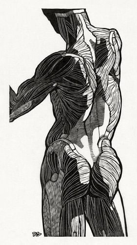 anatomie homme avec des muscles, Reijer Stolk