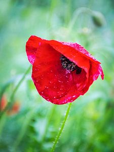 Mohnblumen in der regen
