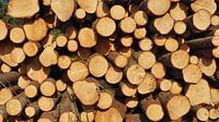 Bomen klaar voor transport van Fields Sweden thumbnail