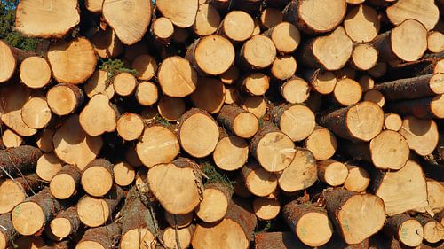 Bomen klaar voor transport